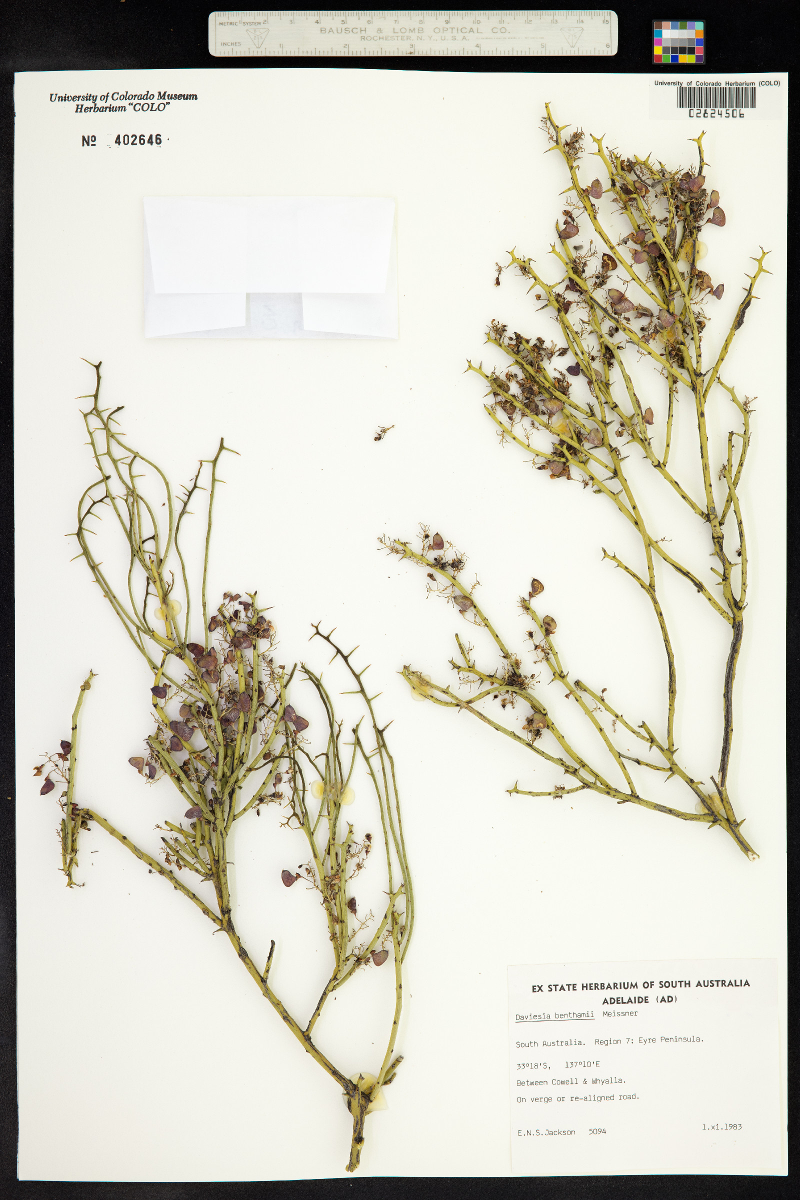 Daviesia benthamii image
