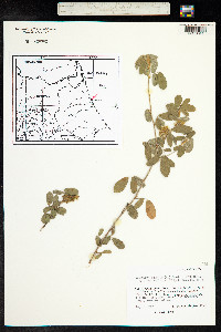 Desmodium barbatum image