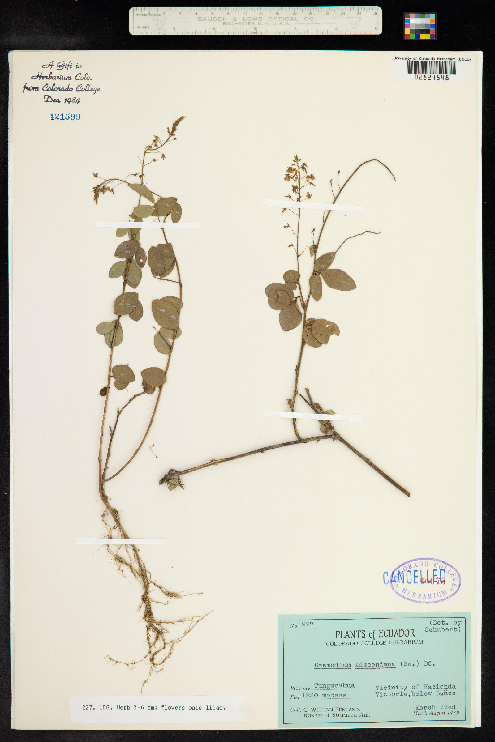 Desmodium adscendens image