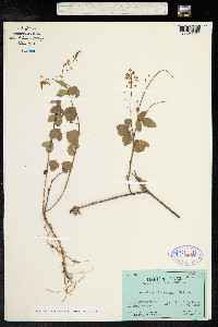 Desmodium adscendens image