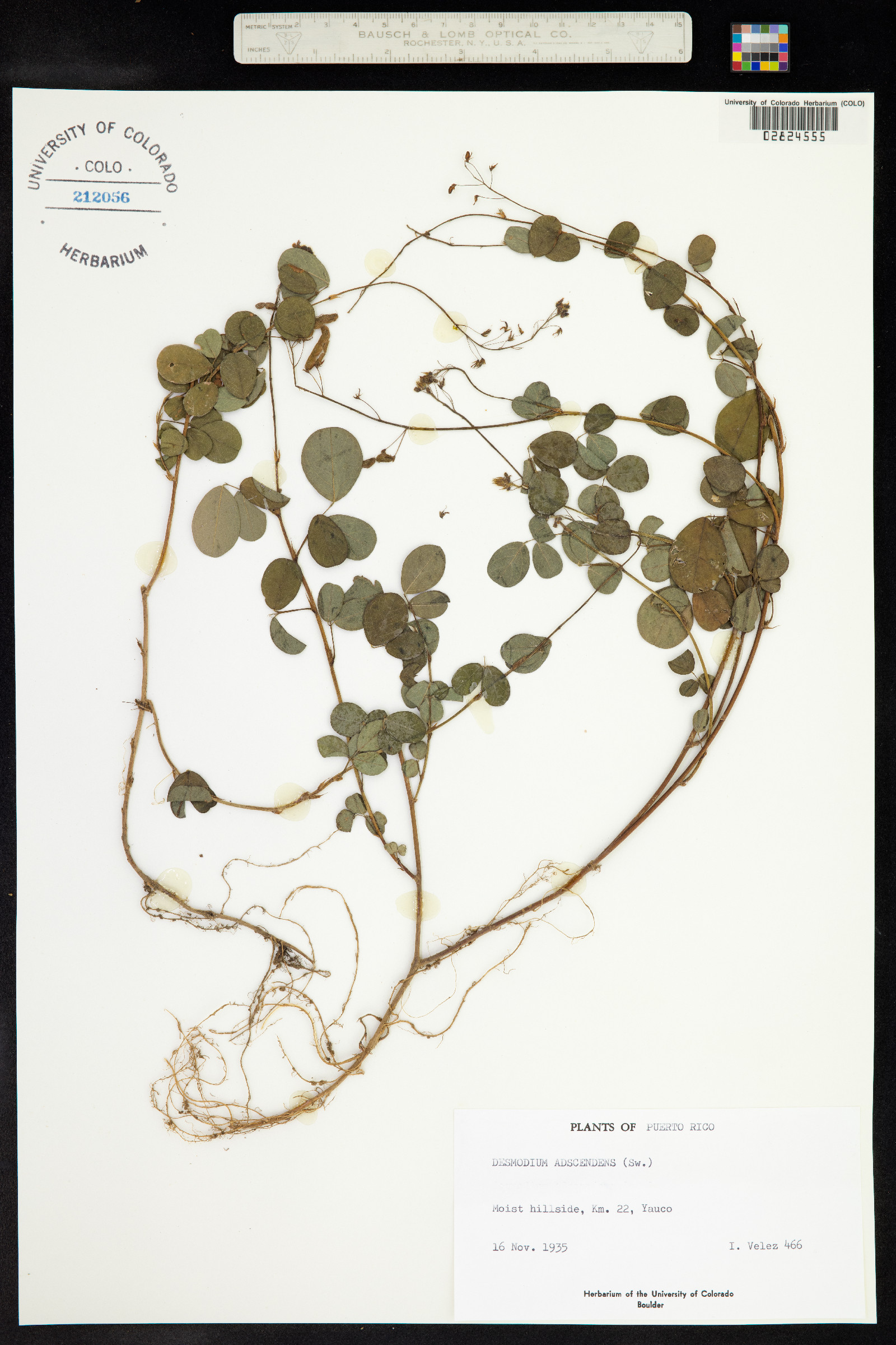 Desmodium adscendens image