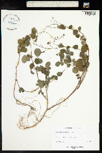 Desmodium adscendens image