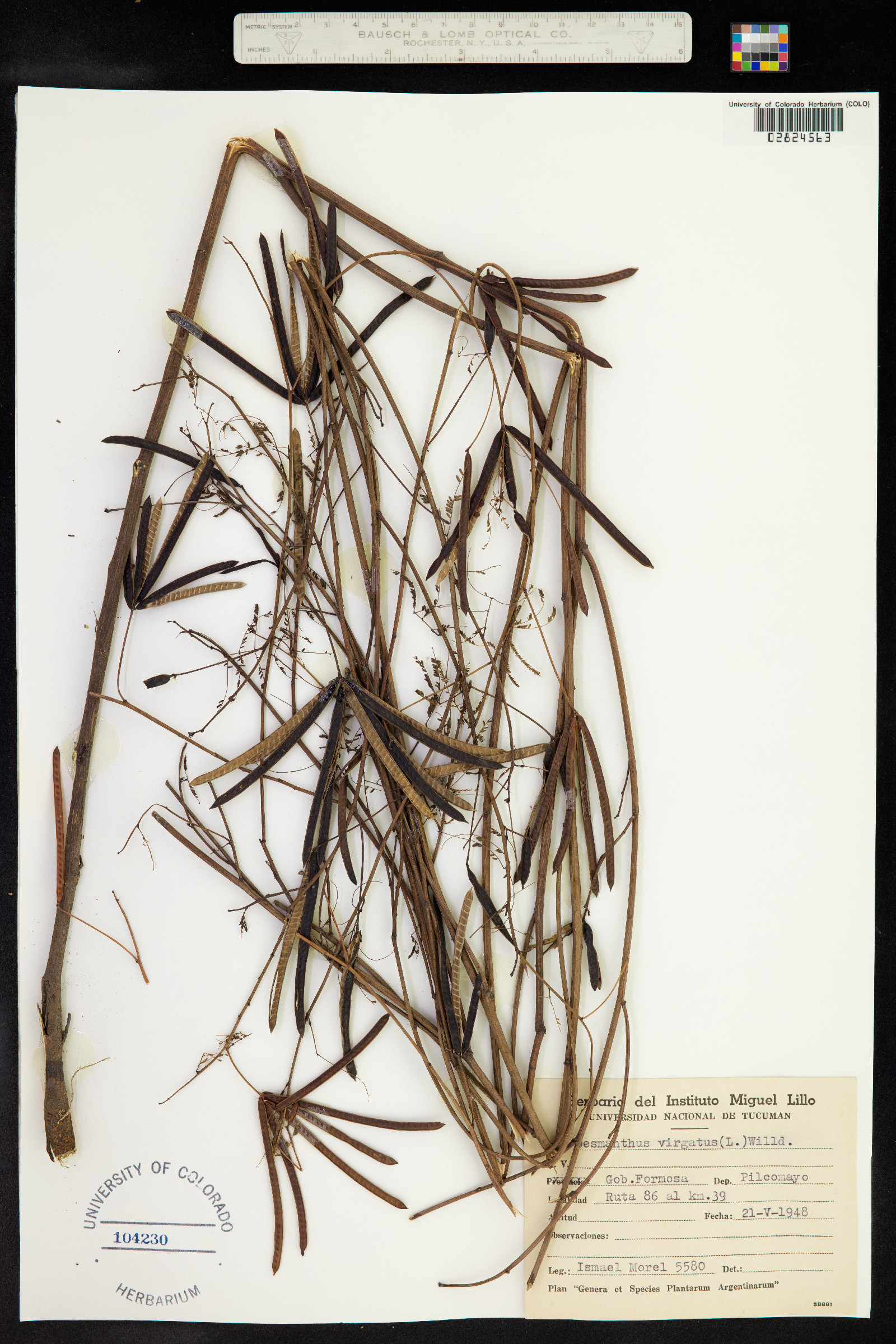 Desmanthus virgatus image