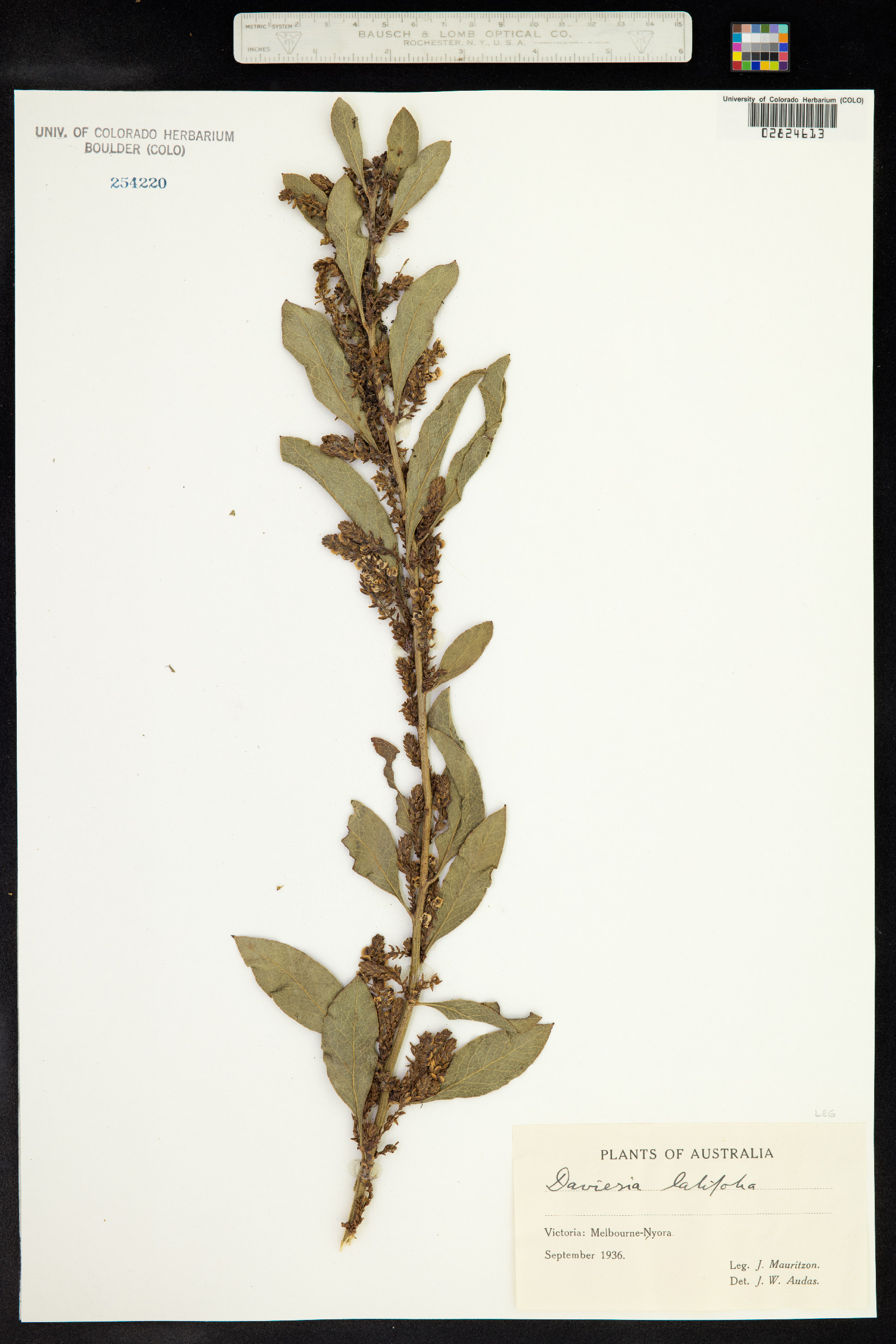 Daviesia latifolia image