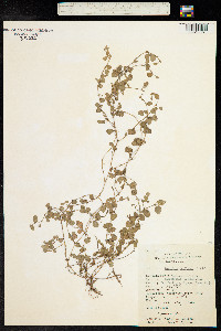 Desmodium triflorum image