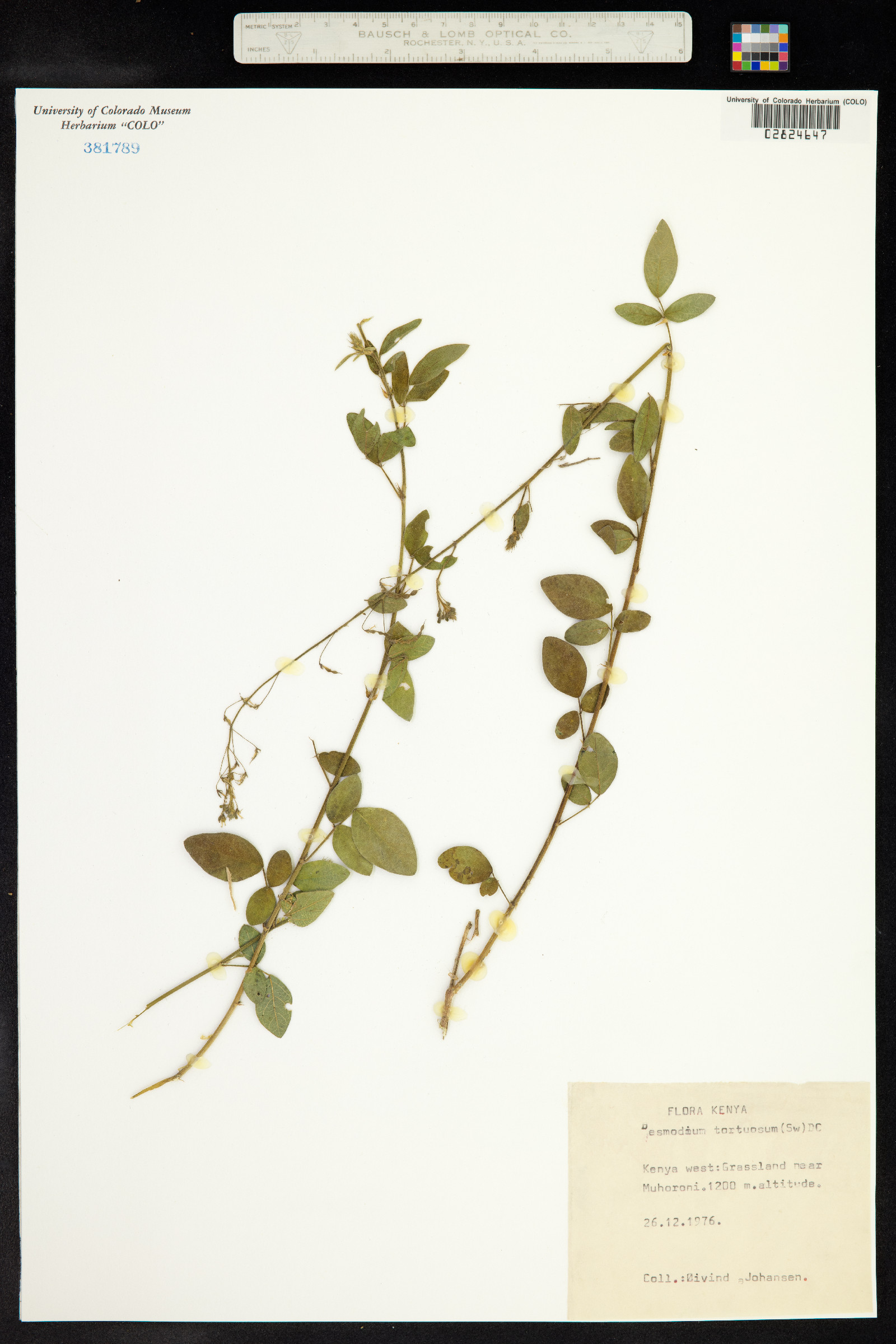 Desmodium tortuosum image