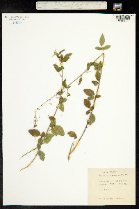 Desmodium tortuosum image