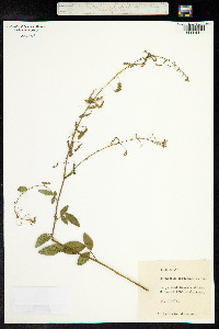 Desmodium tortuosum image