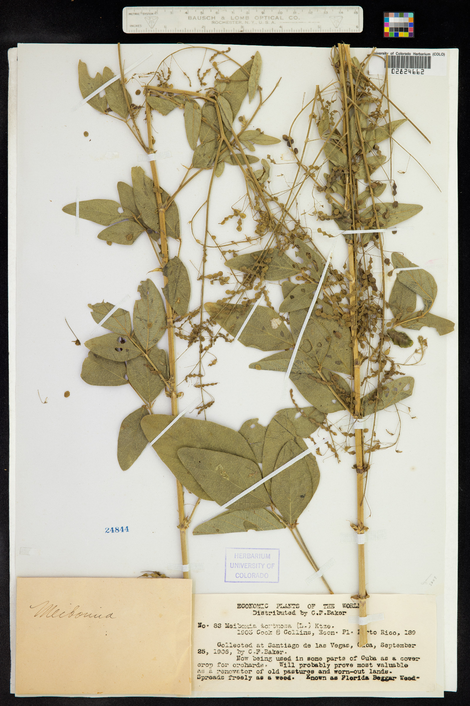 Desmodium tortuosum image