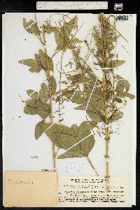 Desmodium tortuosum image