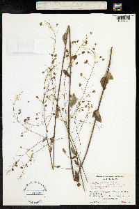 Desmodium tortuosum image