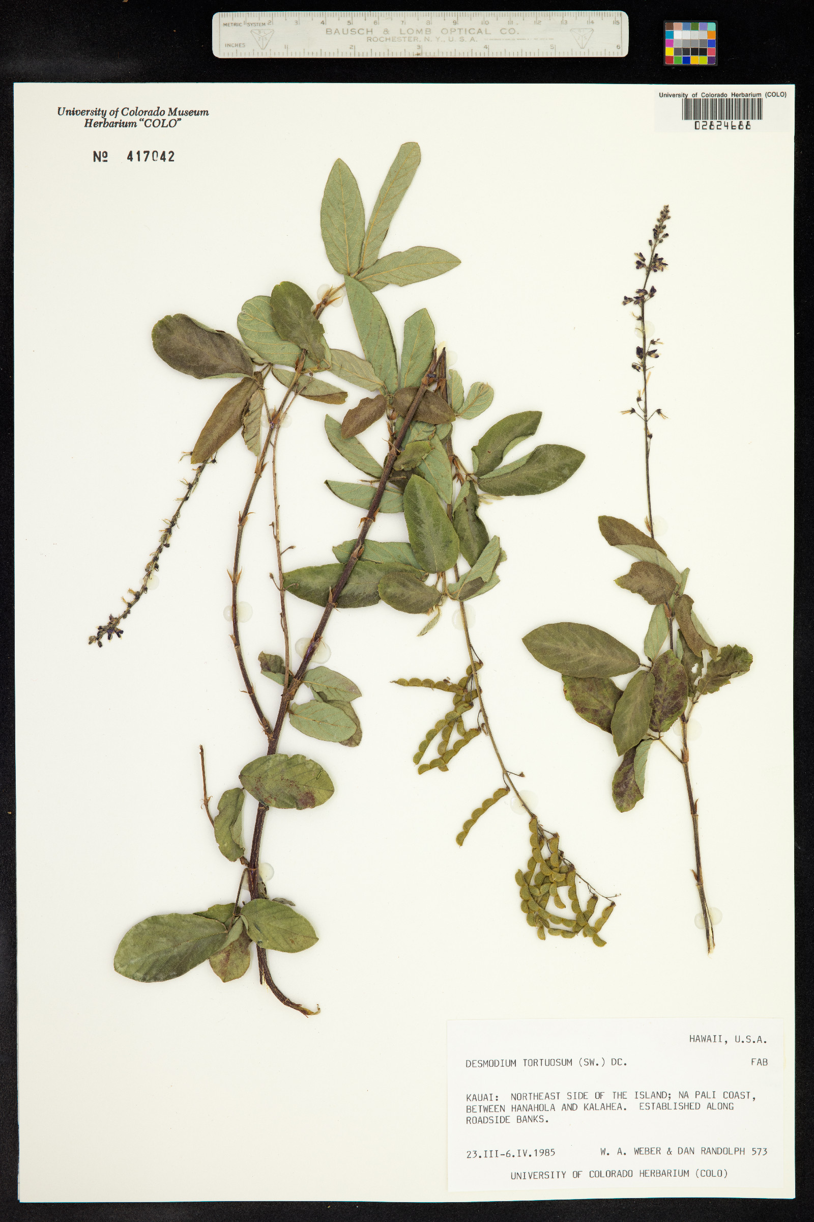 Desmodium tortuosum image