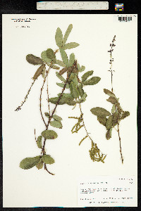 Desmodium tortuosum image