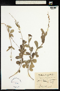 Desmodium incanum image