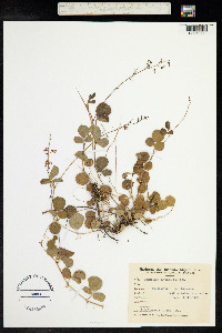 Desmodium incanum image