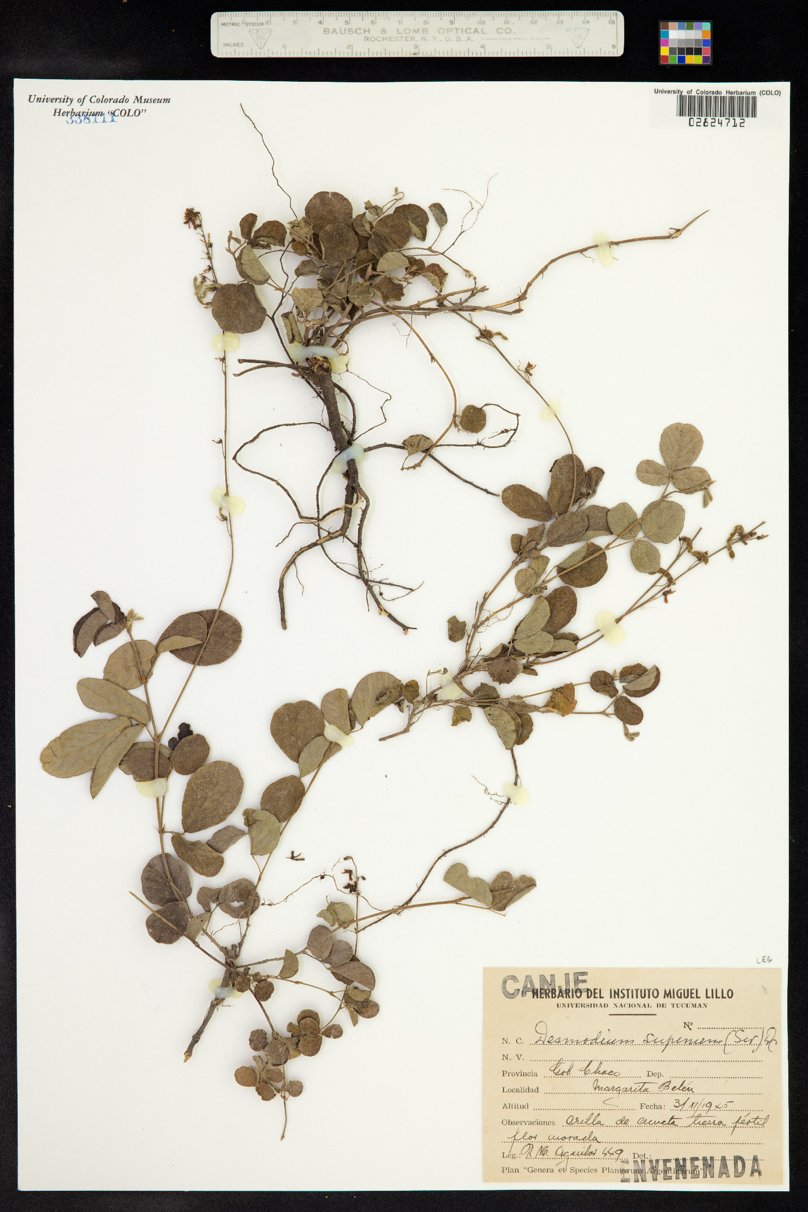 Desmodium incanum image