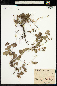 Desmodium incanum image