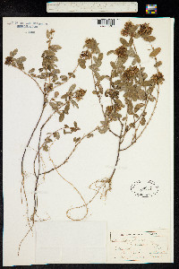 Desmodium barbatum image