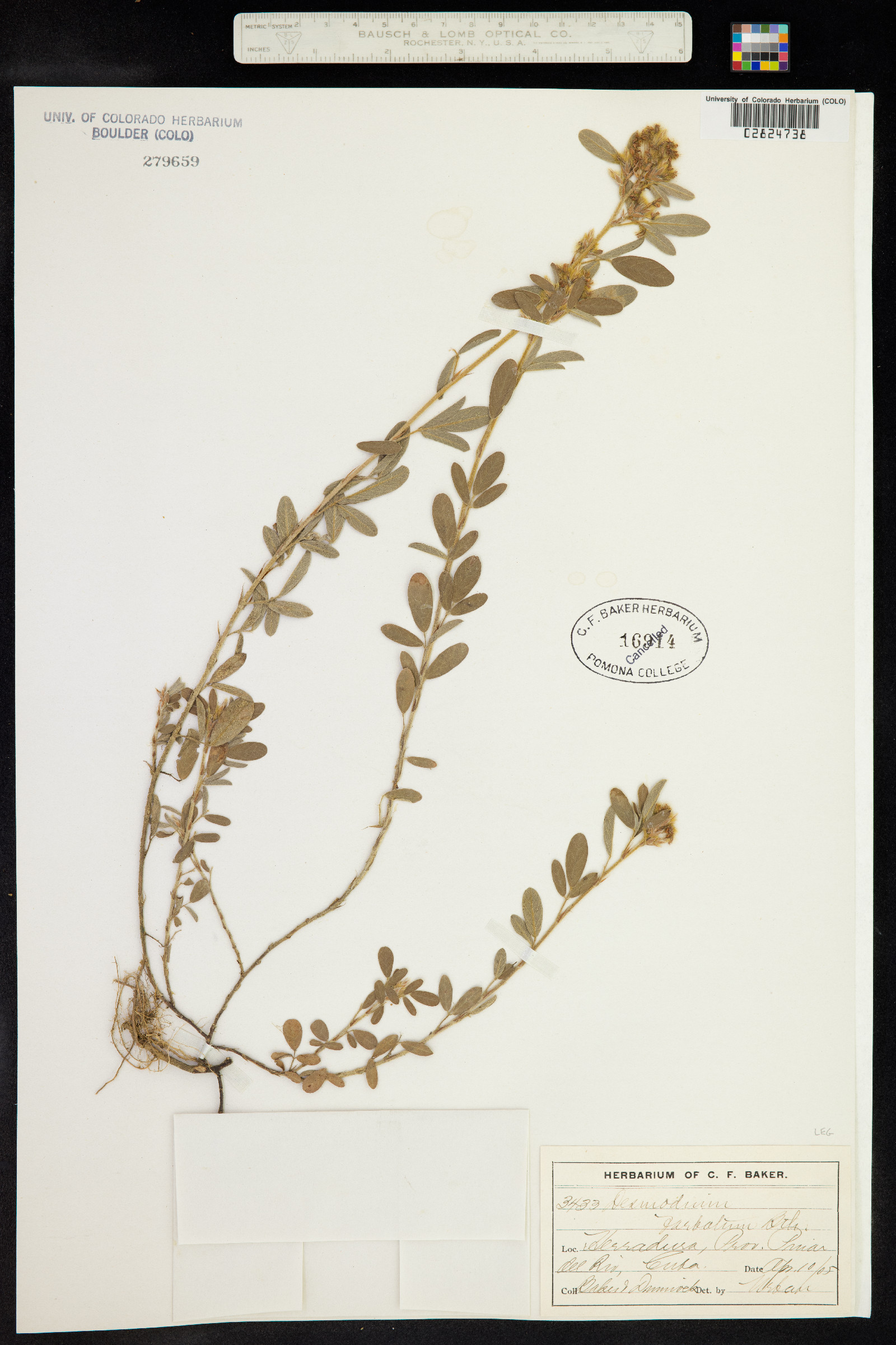 Desmodium barbatum image