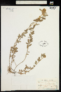 Desmodium barbatum image