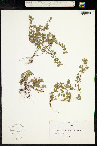 Desmodium triflorum image