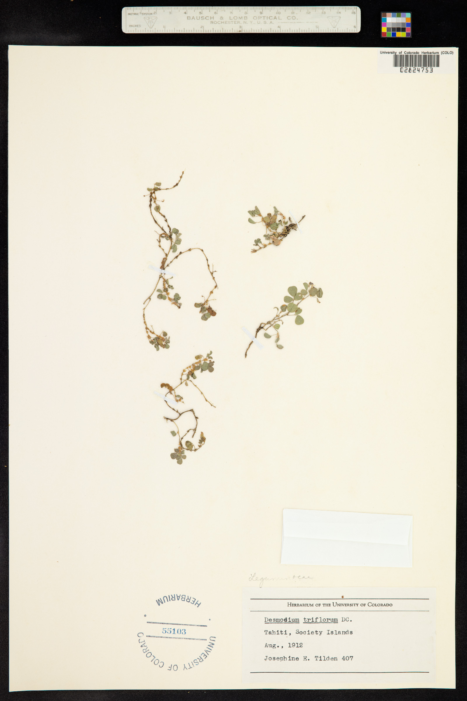 Desmodium triflorum image