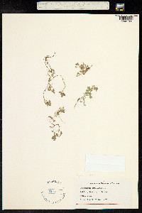 Desmodium triflorum image