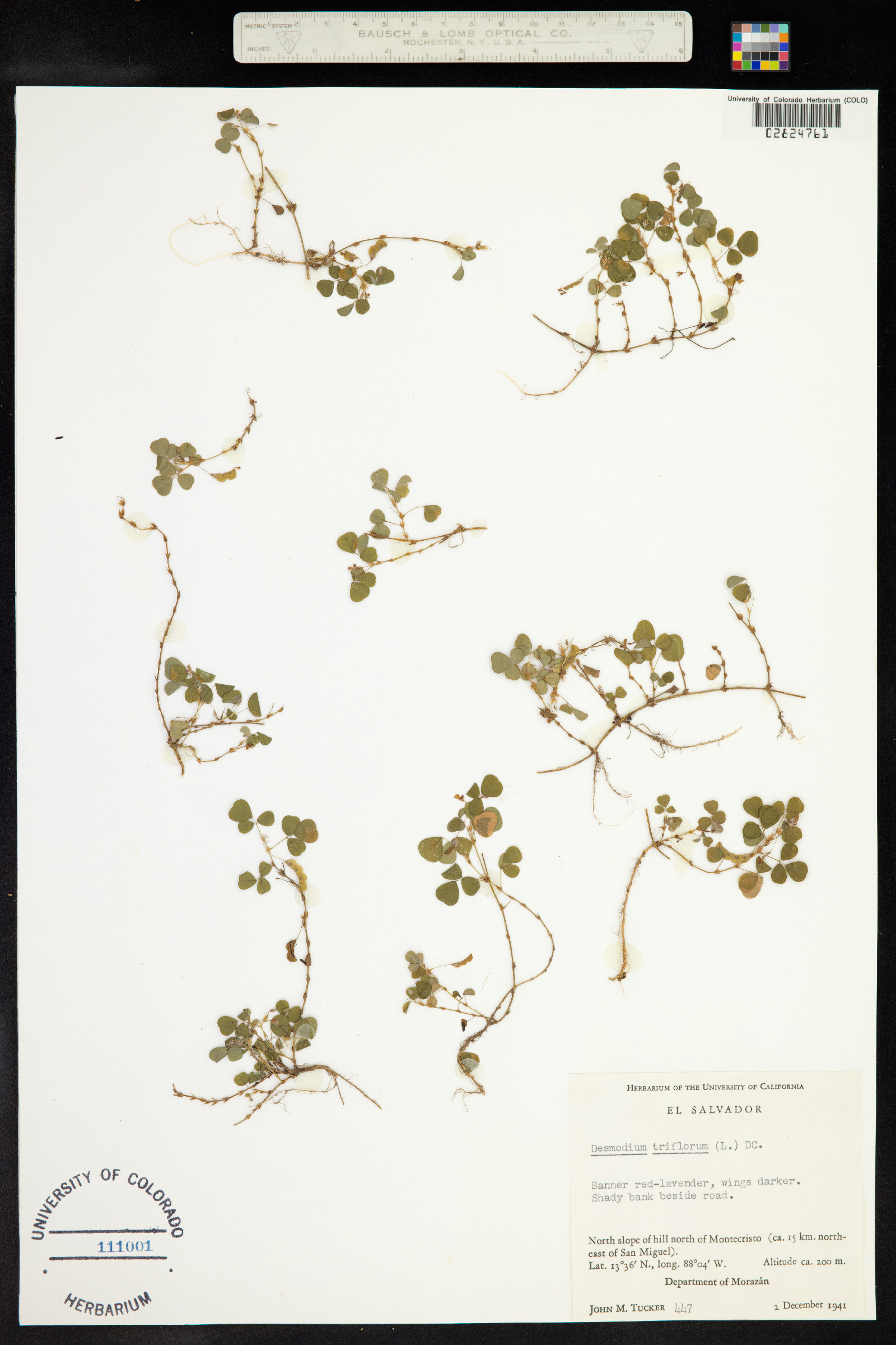 Desmodium triflorum image