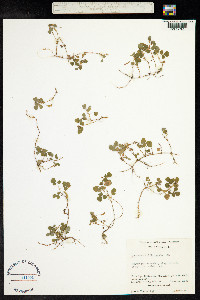 Desmodium triflorum image