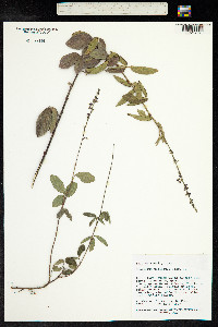 Desmodium sandwicense image