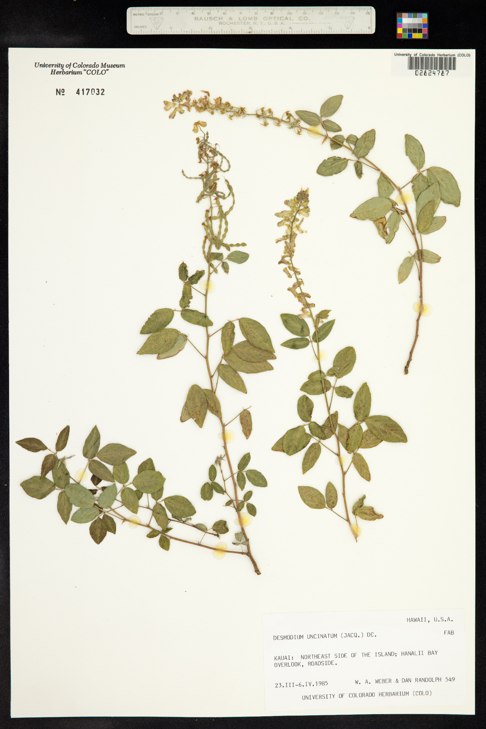 Desmodium sandwicense image