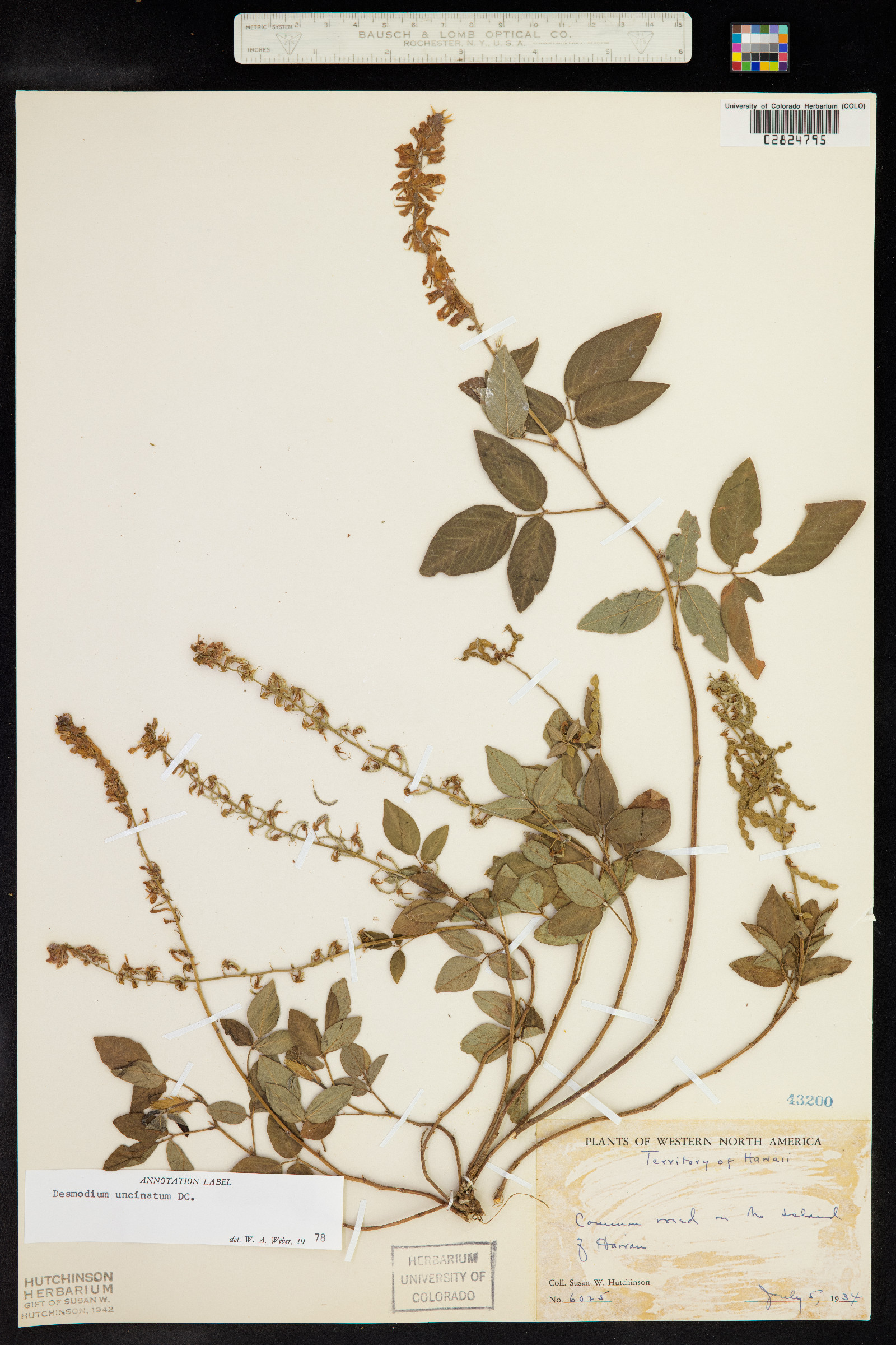 Desmodium sandwicense image