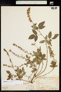 Desmodium sandwicense image