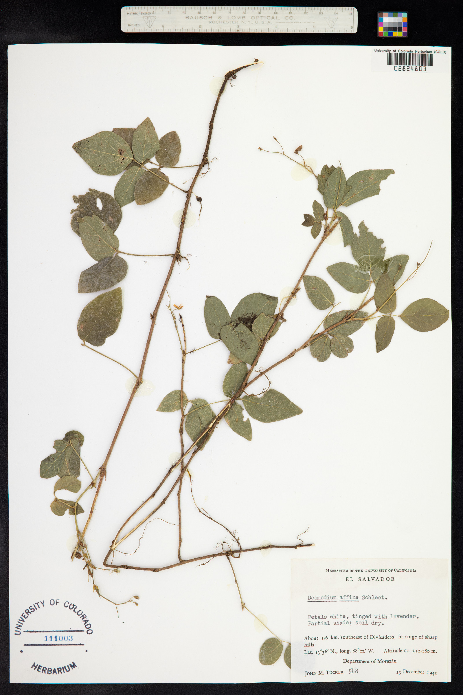 Desmodium affine image