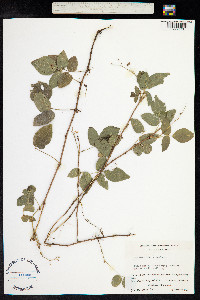 Desmodium affine image