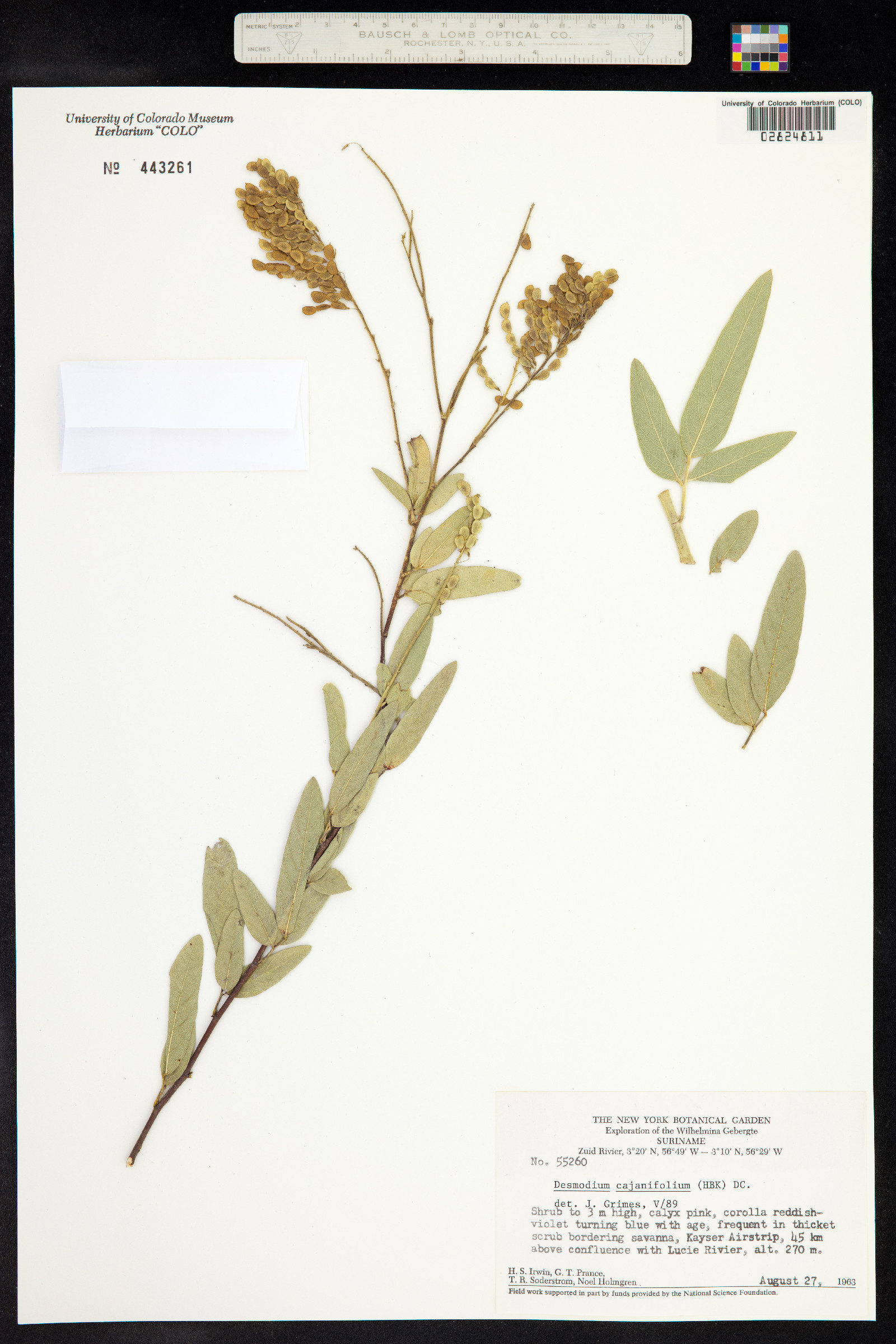 Desmodium cajanifolium image