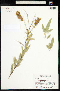 Desmodium cajanifolium image