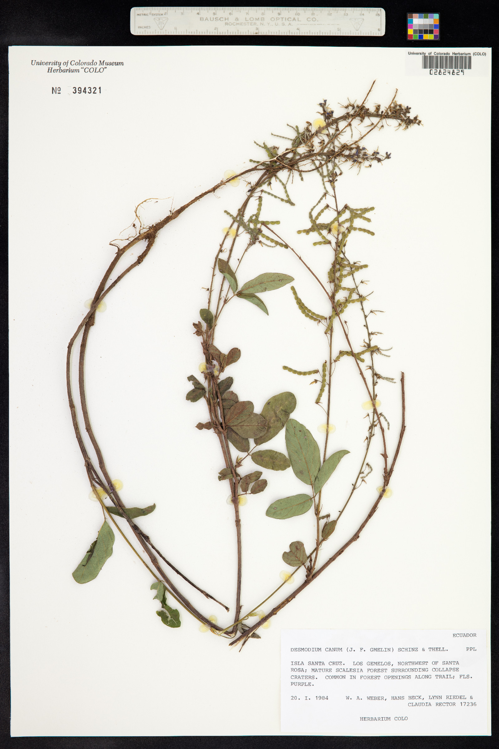 Desmodium incanum image