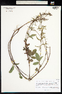 Desmodium incanum image