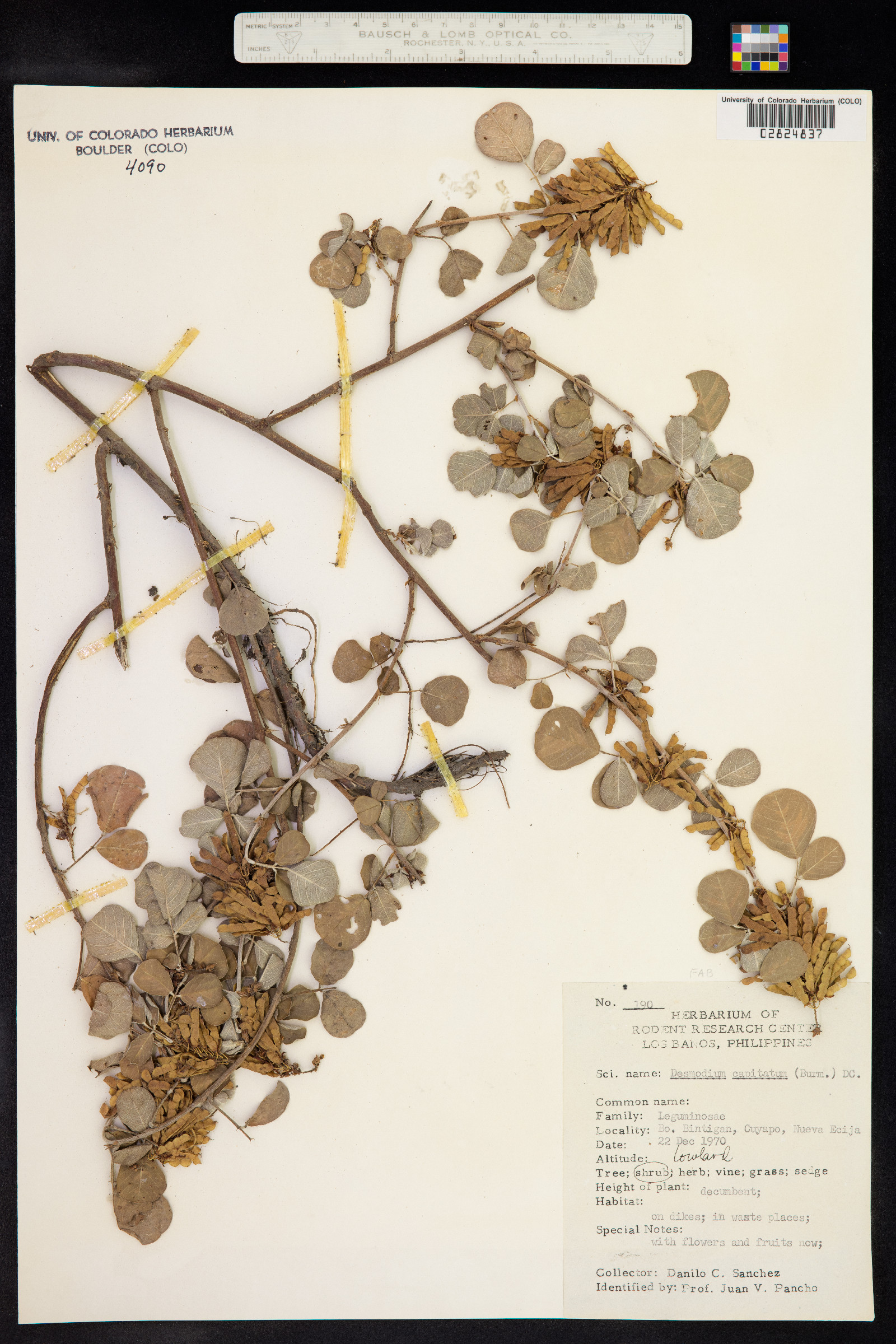 Desmodium styracifolium image