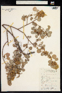 Image of Desmodium capitatum