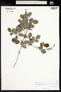 Desmodium elegans image