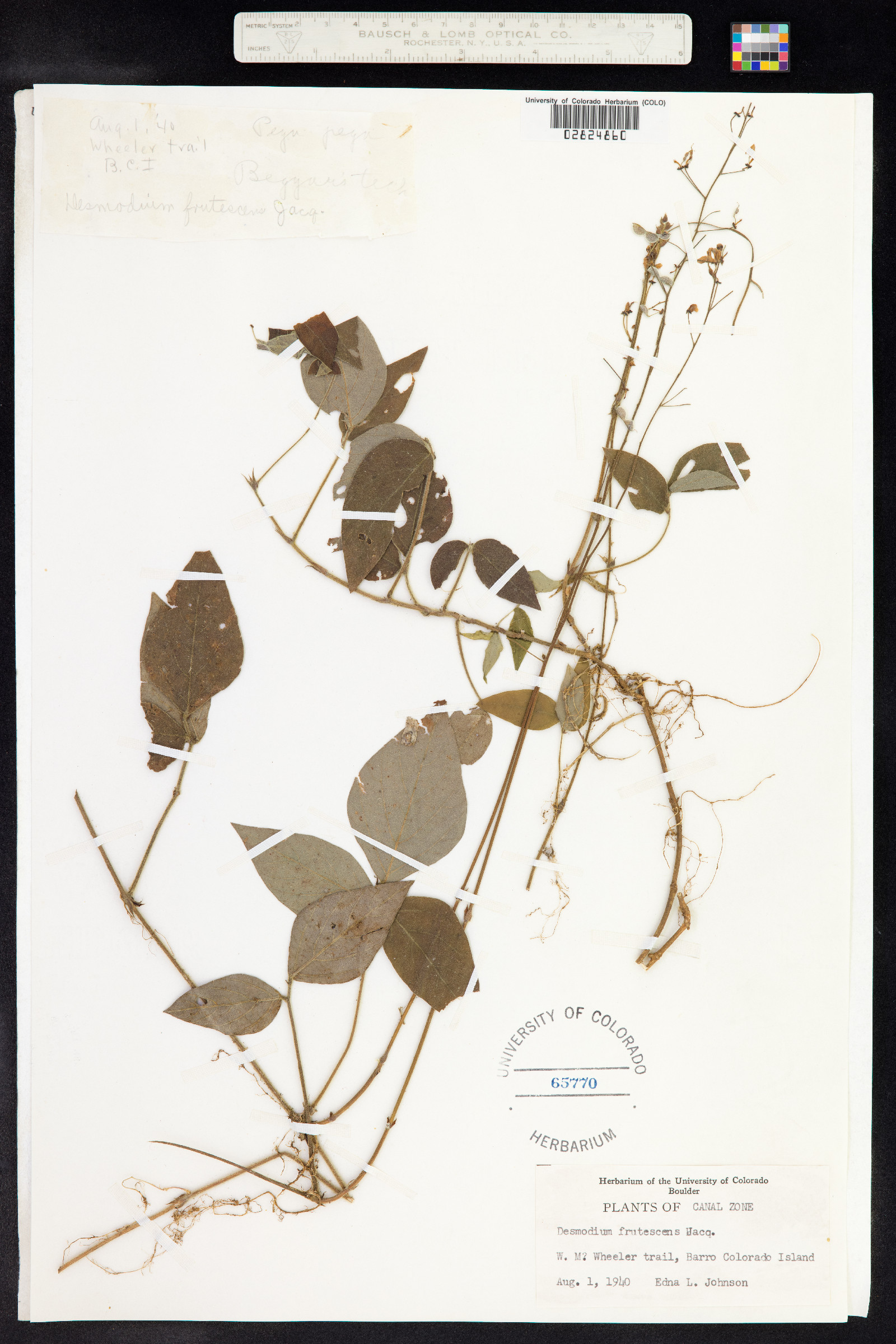 Desmodium incanum image