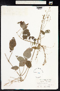 Desmodium incanum image