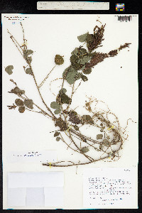 Desmodium heterocarpon image