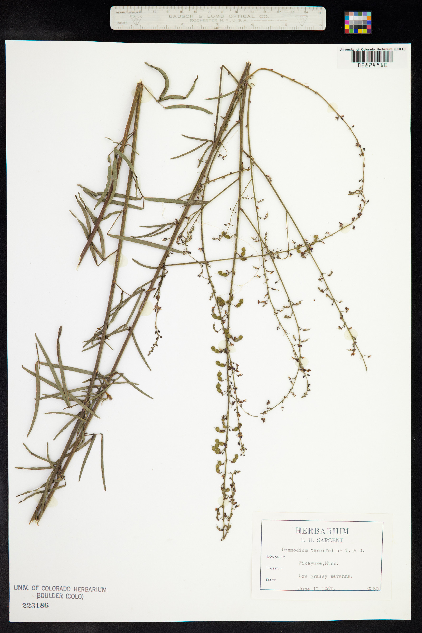 Desmodium tenuifolium image