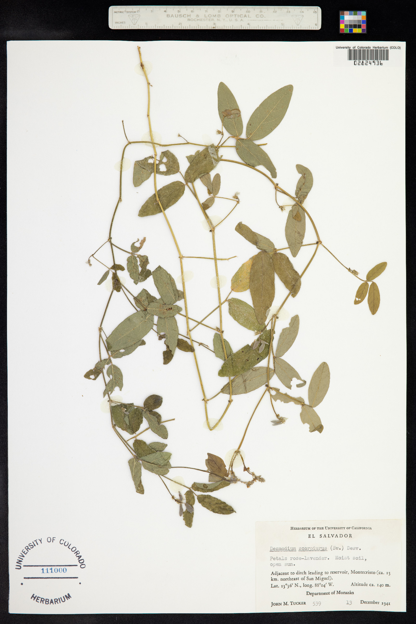 Desmodium scorpiurus image