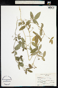 Desmodium scorpiurus image