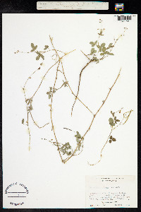 Desmodium scorpiurus image