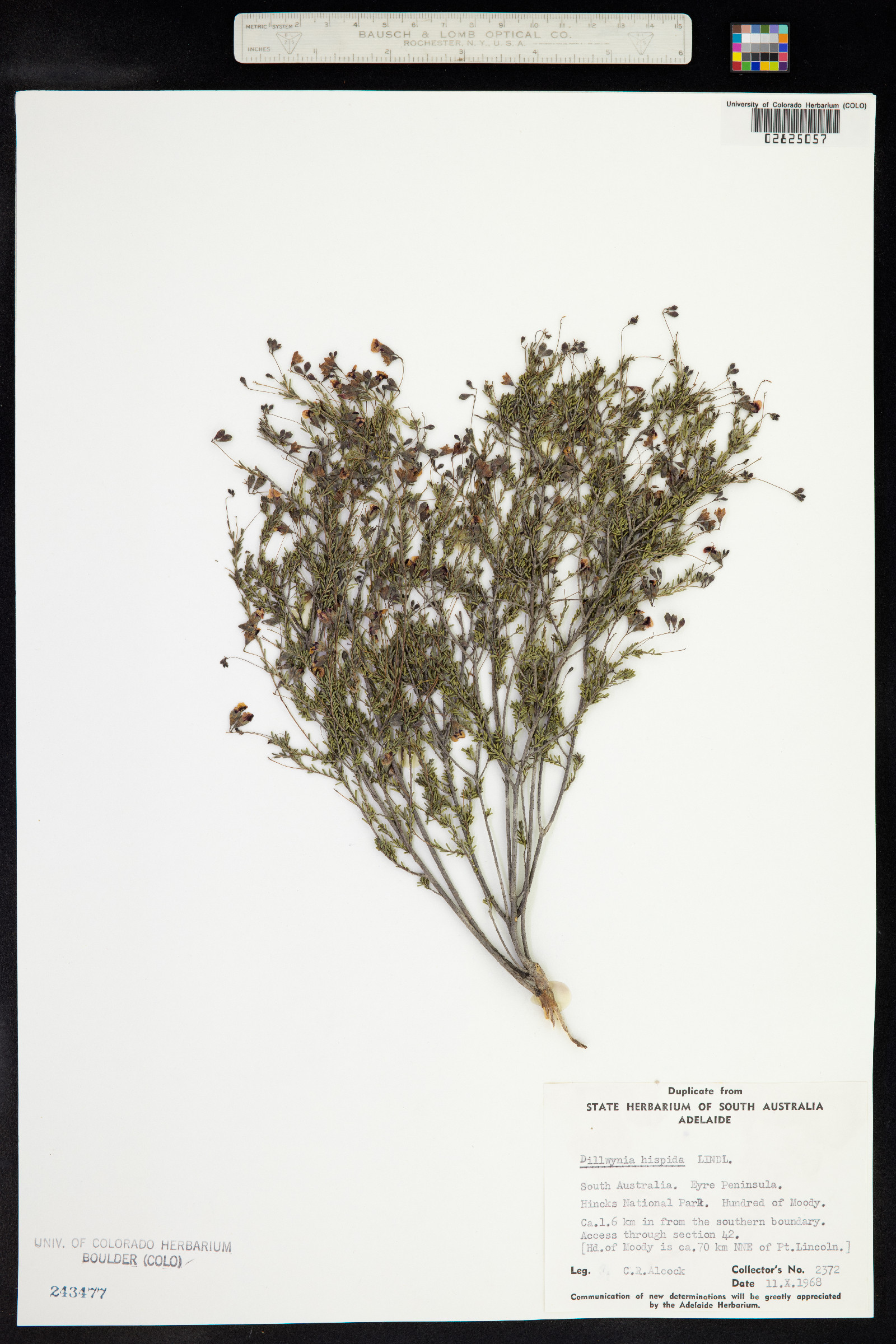 Dillwynia hispida image